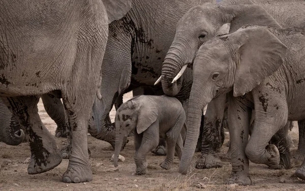 아프리카에 코끼리 — 스톡 사진