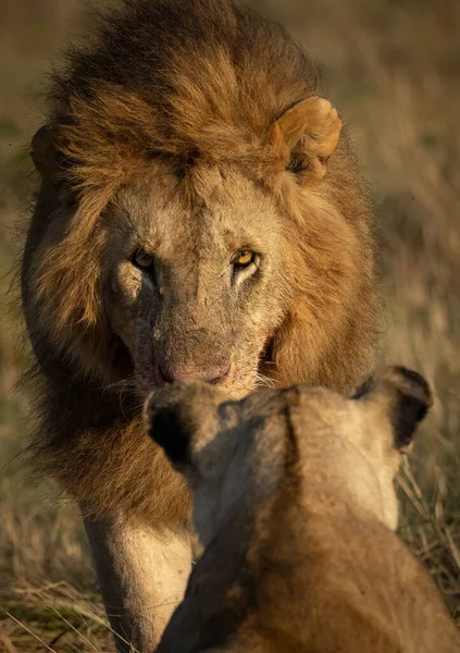 Leone Nel Triangolo Mara Africa — Foto Stock