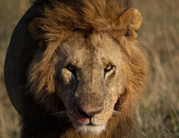 Lev Trojúhelníku Mara Afrika — Stock fotografie