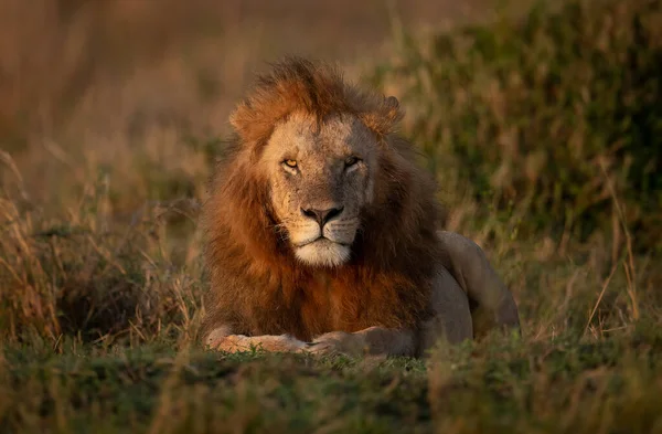 非洲玛拉三角地区的狮子 — 图库照片