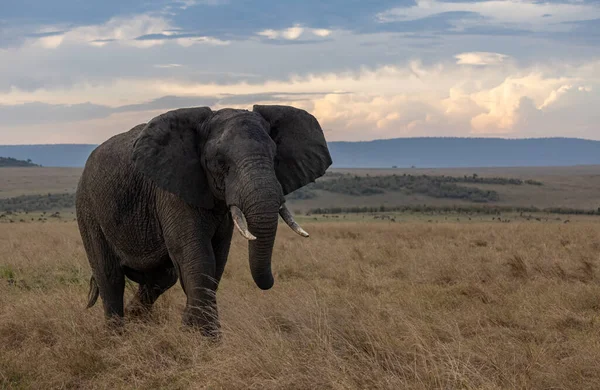 Afrika Bir Fil — Stok fotoğraf