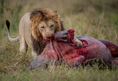 Aslan Afrika 'da su aygırı yiyor.