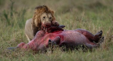 Aslan Afrika 'da su aygırı yiyor.