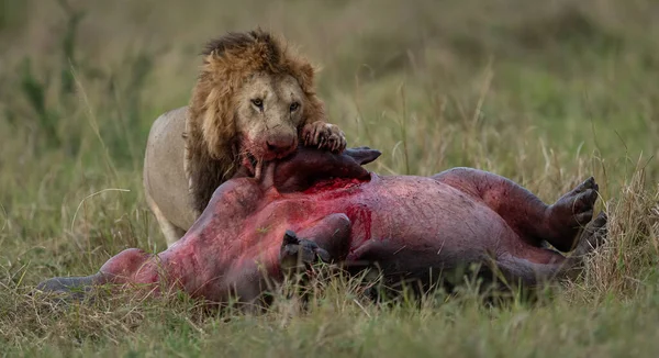 Lion Manger Hippopotame Afrique — Photo