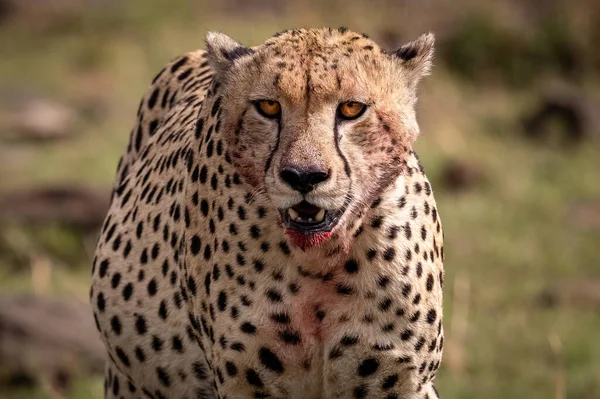 Ein Gepard Mara Dreieck Afrika — Stockfoto