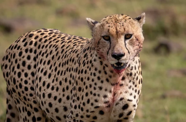 Guépard Dans Triangle Mara Afrique — Photo