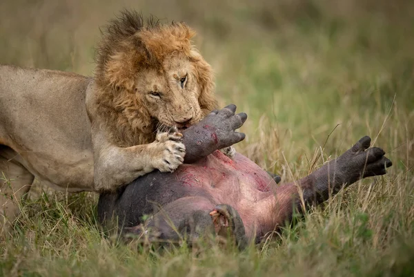 Lion Manger Hippopotame Afrique — Photo