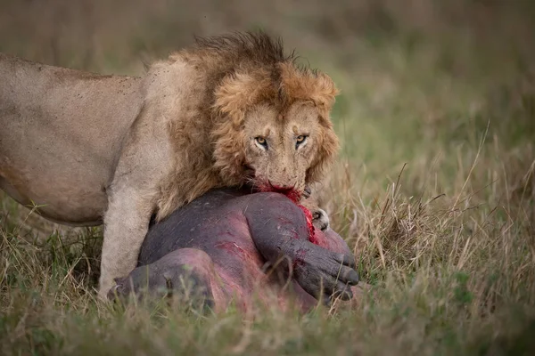 Leão Comendo Hipopótamo África — Fotografia de Stock