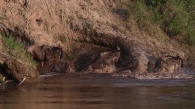 Afrika 'daki Afrika Antilopları Büyük Göç