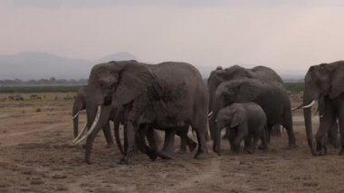 Afrika 'daki Filler Video Klibi