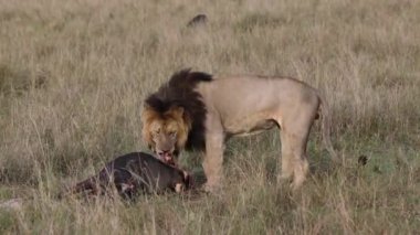 Masai Mara 'daki Aslan, Afrika Videosu