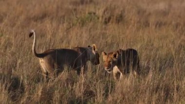 Masai Mara 'daki Aslan, Afrika Videosu