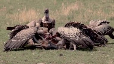 Akbabalar Maasai Mara, Afrika 'da