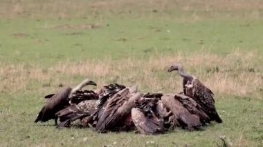 Akbabalar Maasai Mara, Afrika 'da