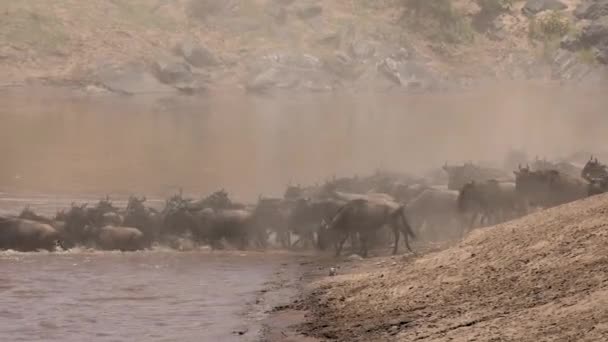 Grande Migration Des Gnous Afrique — Video