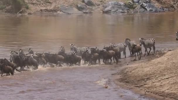 アフリカにおける野生動物の大移動 — ストック動画