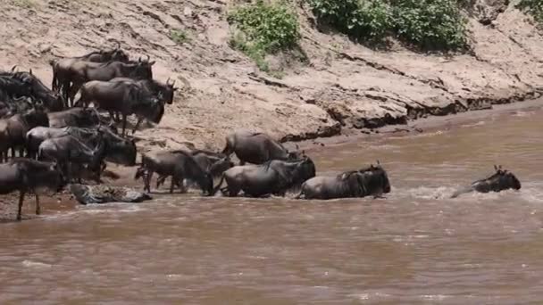 Grande Migrazione Wildebeest Africa — Video Stock