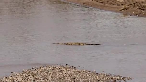 Crocodilo Rio Mara África — Vídeo de Stock