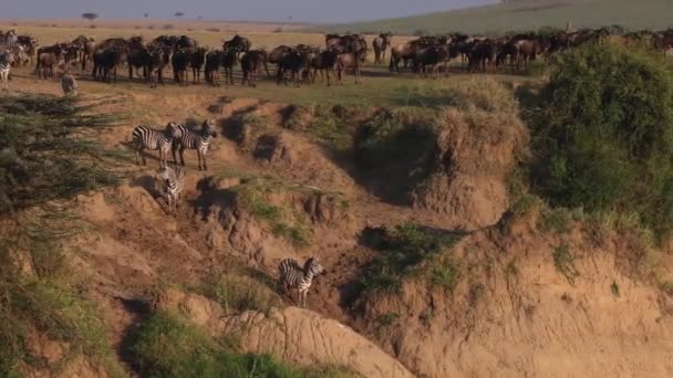 Grande Migrazione Wildebeest Africa — Video Stock