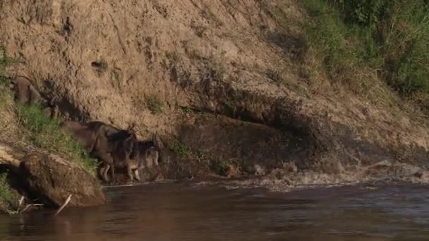 Grande Migrazione Wildebeest Africa — Video Stock