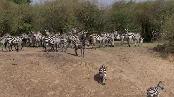 Wildebeest Great Migration Africa — Stock Video