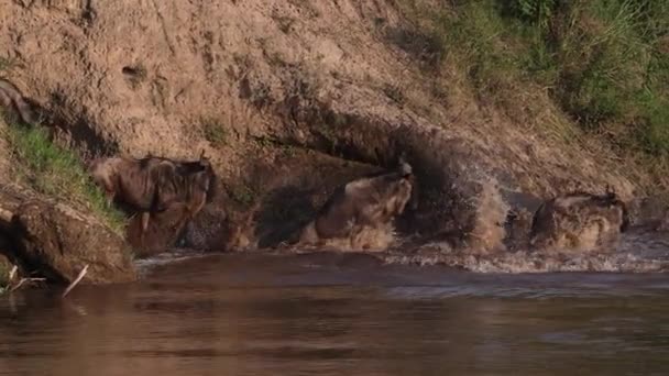 Wildebeest Great Migration Africa — Stock video