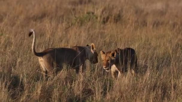 アフリカのマサイマラのライオンビデオ — ストック動画