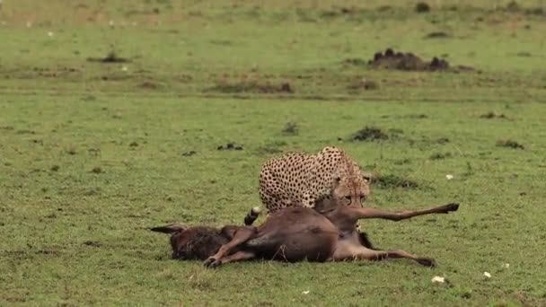 アフリカで若い野生動物を狩るチーター — ストック動画