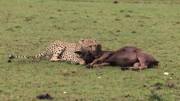 Gepard Loví Mladé Pakambaly Africe — Stock video