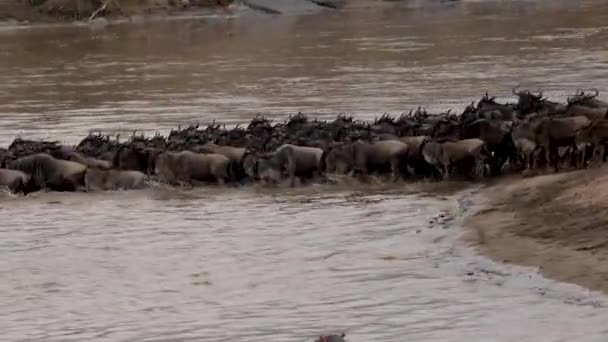 Die Große Völkerwanderung Der Gnus Afrika — Stockvideo