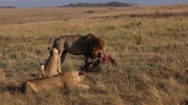 Masai Mara 'daki Aslan, Afrika Videosu