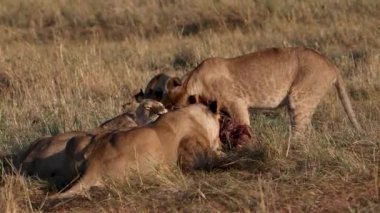 Masai Mara 'daki Aslan, Afrika Videosu