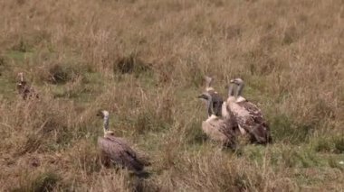 Akbabalar Maasai Mara, Afrika 'da