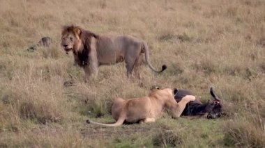 Masai Mara 'daki Aslan, Afrika Videosu