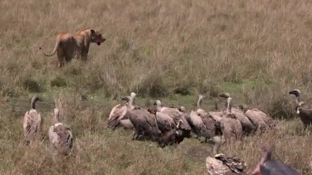 León Maasai Mara Africa Video — Vídeos de Stock
