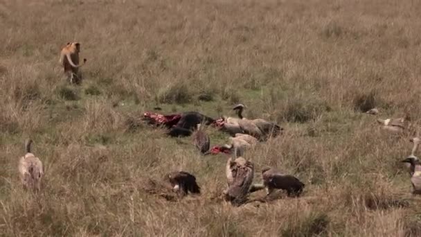 León Buitres África — Vídeo de stock