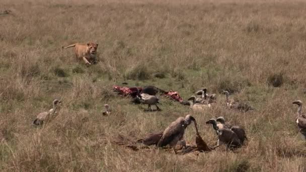 Leão Maasai Mara África Vídeo — Vídeo de Stock