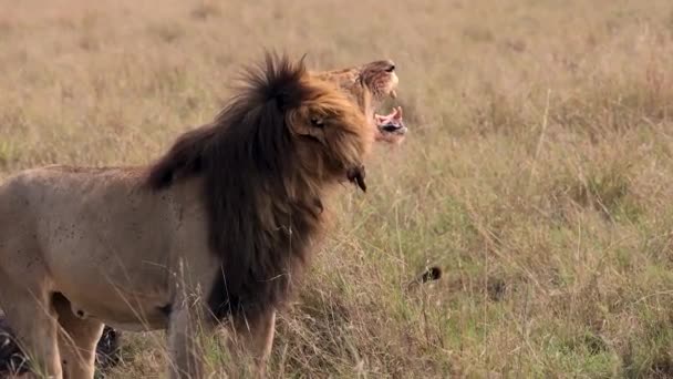 Leão Maasai Mara África Vídeo — Vídeo de Stock