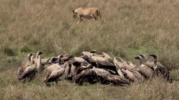 アフリカのライオンとハゲタカ — ストック動画