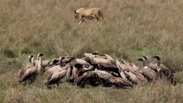 León Buitres África — Vídeos de Stock