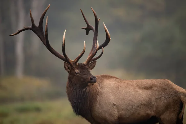 Een Stier Eland Tijdens Sleur Herfst — Stockfoto