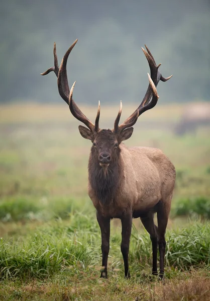 Een Stier Eland Tijdens Sleur Herfst — Stockfoto