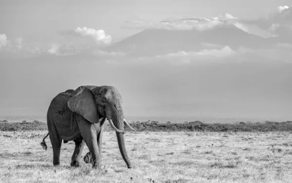 アフリカの象 — ストック写真