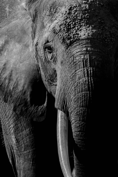 Elefante África — Fotografia de Stock