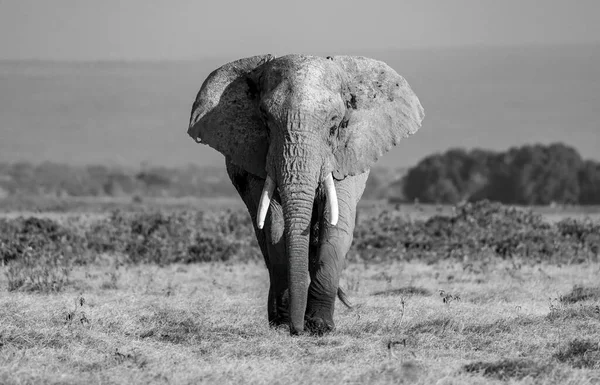 아프리카에 코끼리 — 스톡 사진