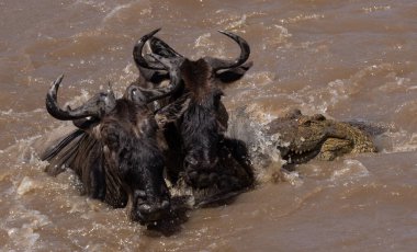 Afrika 'daki büyük göç sırasında antilop avlayan bir timsah. 