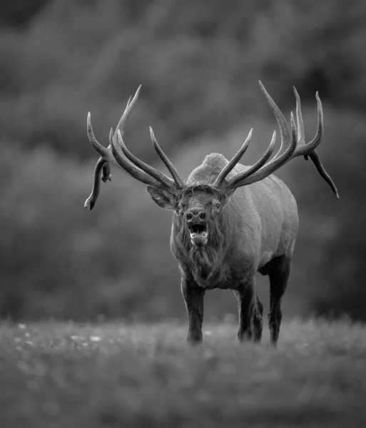 Bull Elk Autumn Rut Season — Stock Photo, Image