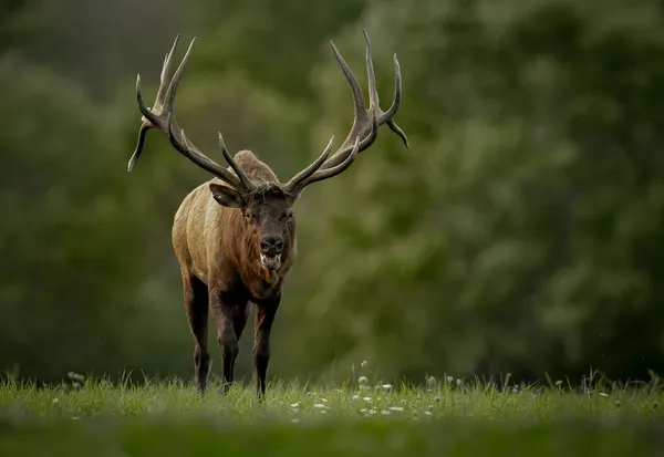 Bull Elk Autumn Rut Season — Stock Photo, Image