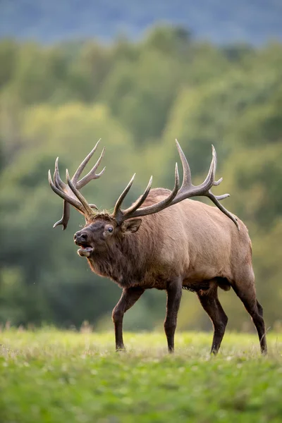 Wapiti Taureau Automne Pendant Saison Des Ornières — Photo