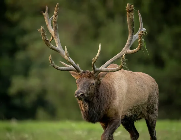 Bull Elk Autumn Rut Season — Stock Photo, Image